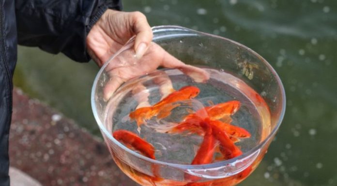 7 Golden Tips to Catch Carp and Bid Farewell to the Kitchen God for a Year of Luck and Happiness