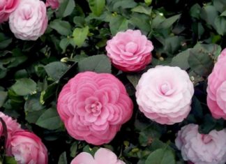 How to make your old tea rose bloom brightly this Lunar New Year? Tricks to make even the pickiest tea roses bloom.