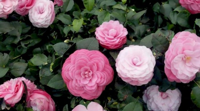 How to make your old tea rose bloom brightly this Lunar New Year? Tricks to make even the pickiest tea roses bloom.