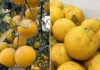 Seller reveals 5 tips to choose the perfect juicy and sweet pomelos for Tet holiday
