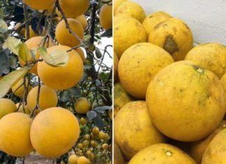 Seller reveals 5 tips to choose the perfect juicy and sweet pomelos for Tet holiday