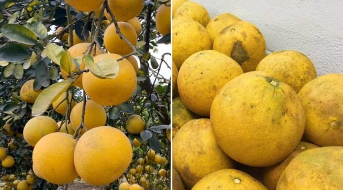Seller reveals 5 tips to choose the perfect juicy and sweet pomelos for Tet holiday