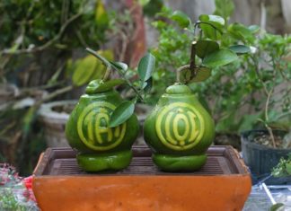 Should you buy gold-plated fruits like pomelo and other uniquely shaped and engraved fruits for offering purposes?