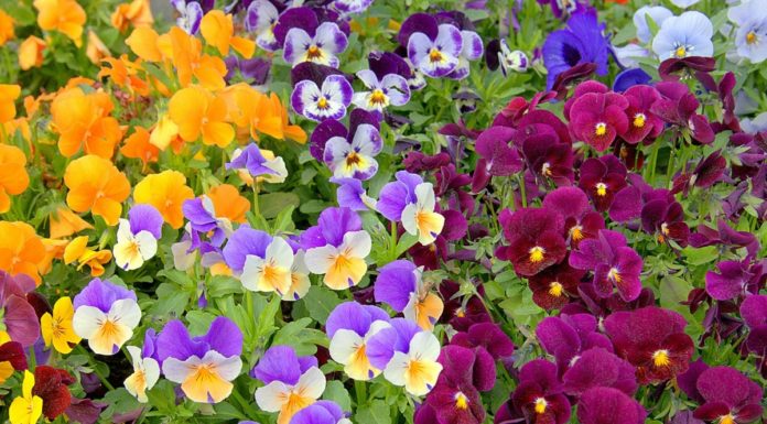 Add These 2 Powders to Your Watering Routine – Watch Your Plants Thrive and Blossom