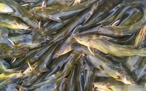 Avoid these 4 types of fish before Tet to protect yourself from heavy metal contamination.