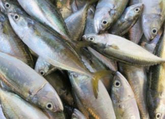 Delicious Dish Ideas with Silver Carp to Enhance Your Family Meal