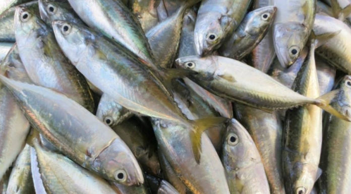 Delicious Dish Ideas with Silver Carp to Enhance Your Family Meal