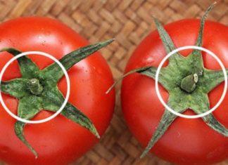 Choosing between 5-lobed or 6-lobed tomatoes when buying