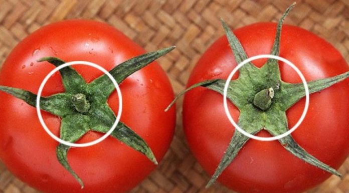 Choosing between 5-lobed or 6-lobed tomatoes when buying