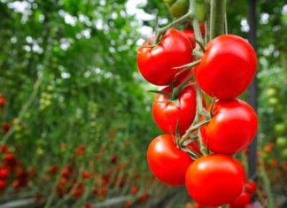 Eating tomatoes with this will help fight many types of cancer – cheap and effective