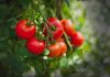 Tomatoes: Miracle Food or Poison? Check If You’re Using Them Right