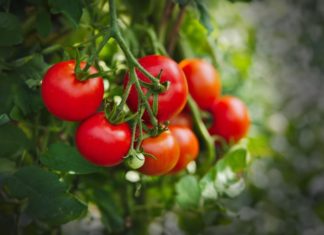 Tomatoes: Miracle Food or Poison? Check If You’re Using Them Right