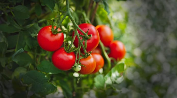 Tomatoes: Miracle Food or Poison? Check If You’re Using Them Right