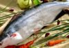 What is Catfish? Simple ways to distinguish between Catfish and Basa Fish
