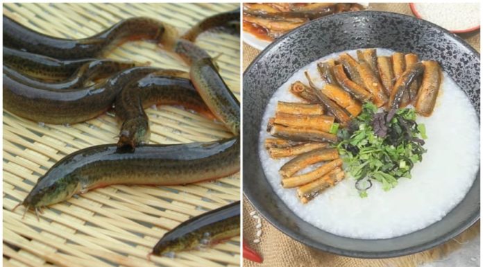 Nutrition Expert Reveals: 1 Type of Fish Like Water Ginseng, Great for Health, Unknown to Many