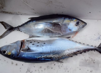 Don’t buy these 5 types of fish at the market, they are toxic and can cause cancer and brain damage.