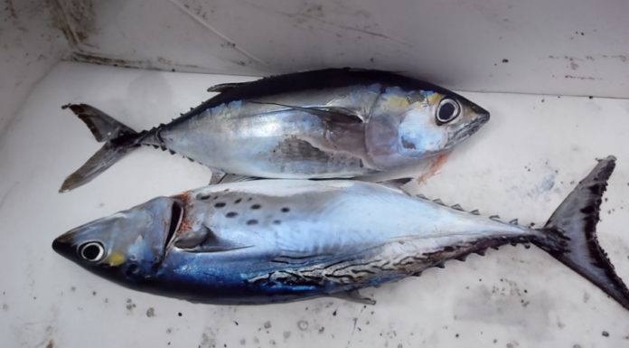 Don’t buy these 5 types of fish at the market, they are toxic and can cause cancer and brain damage.