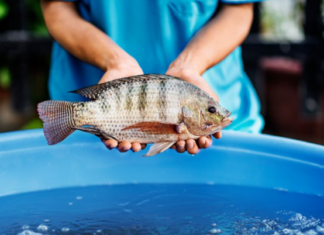 Crucial Considerations for Carp and Important Insights