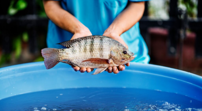 Crucial Considerations for Carp and Important Insights