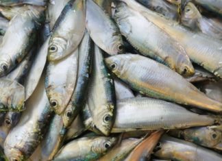 Affordable, Omega-3-rich Fish Alternative to Salmon. No Mercury Worry. Available at Vietnamese Markets. Cook Delicious Dishes!