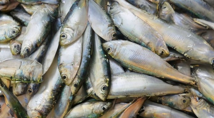 Affordable, Omega-3-rich Fish Alternative to Salmon. No Mercury Worry. Available at Vietnamese Markets. Cook Delicious Dishes!