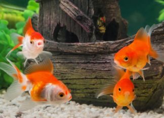 Ancient saying: 5 animals come to the house, abundant energy throughout the year, successful business, celebrate immediately if seen