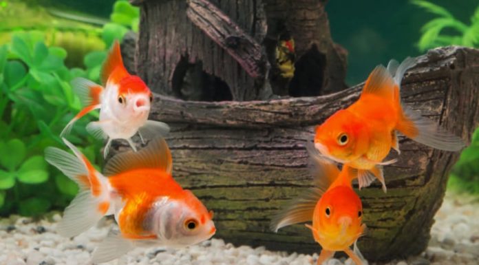 Ancient saying: 5 animals come to the house, abundant energy throughout the year, successful business, celebrate immediately if seen