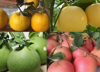 Which is Better for Feng Shui: Round or Oblong Pomelo? What is the Meaning of Pomelo Shape?