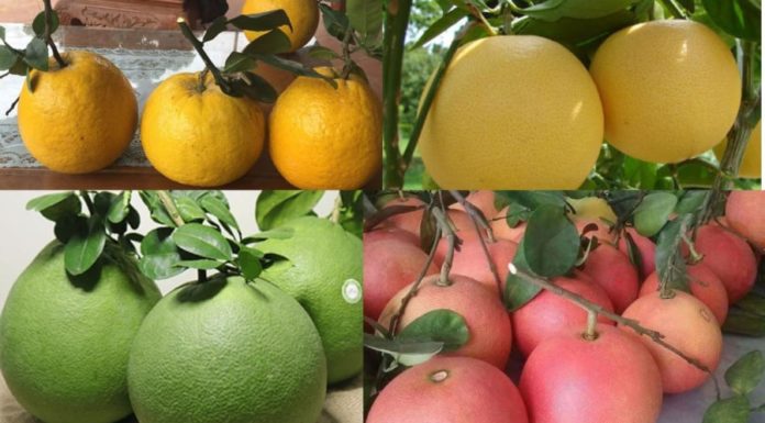 Which is Better for Feng Shui: Round or Oblong Pomelo? What is the Meaning of Pomelo Shape?