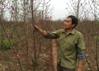 Caring for Peach and Cherry Blossoms to Bloom Perfectly on Tet Day