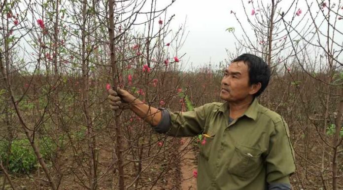 Caring for Peach and Cherry Blossoms to Bloom Perfectly on Tet Day