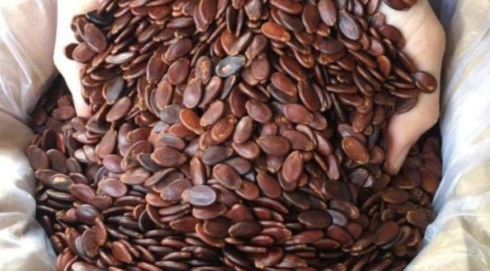How to choose delicious and safe pumpkin seeds for Tet holiday