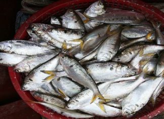 Fatty and fragrant fish that is perfect for braising, a rice-consuming delicacy