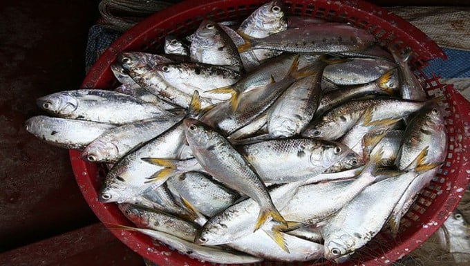 Fatty and fragrant fish that is perfect for braising, a rice-consuming delicacy