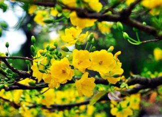 How Many Flowers Should You Arrange for Tet? 3, 5, 7, or 9 – Which is the Best? Why is Odd-numbered flowers preferred?