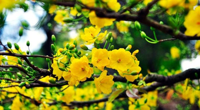 How Many Flowers Should You Arrange for Tet? 3, 5, 7, or 9 – Which is the Best? Why is Odd-numbered flowers preferred?