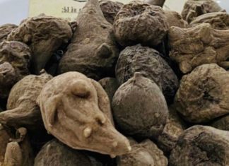 Be cautious not to use rotten vegetables as food, it can harm your health