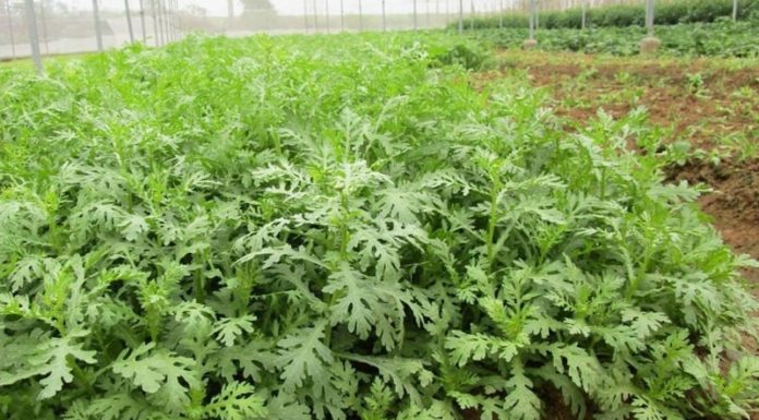 Miraculous organ-boosting vegetable: From being reserved for the Emperor in ancient times to now growing abundantly in every household garden