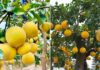 Is it good to plant grapefruit trees in front of the house? The feng shui significance of grapefruit trees, few people know this