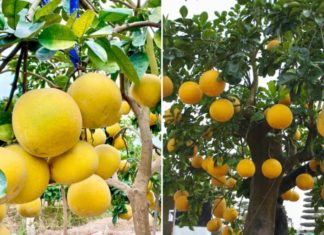 Is it good to plant grapefruit trees in front of the house? The feng shui significance of grapefruit trees, few people know this