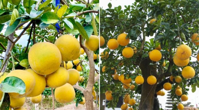 Is it good to plant grapefruit trees in front of the house? The feng shui significance of grapefruit trees, few people know this