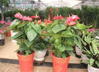 3 Essential Steps for Keeping Your Newly Purchased Flowers Alive for More Than a Week