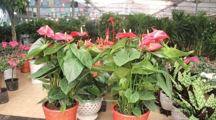 3 Essential Steps for Keeping Your Newly Purchased Flowers Alive for More Than a Week