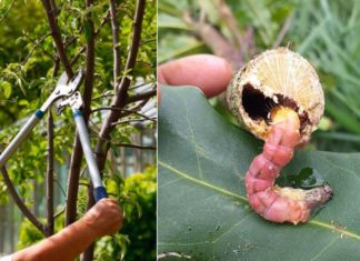 5 Indoor Plants That Are Not Only Beautiful But Also Difficult to Take Care Of: Remove Them Immediately After the Lunar New Year