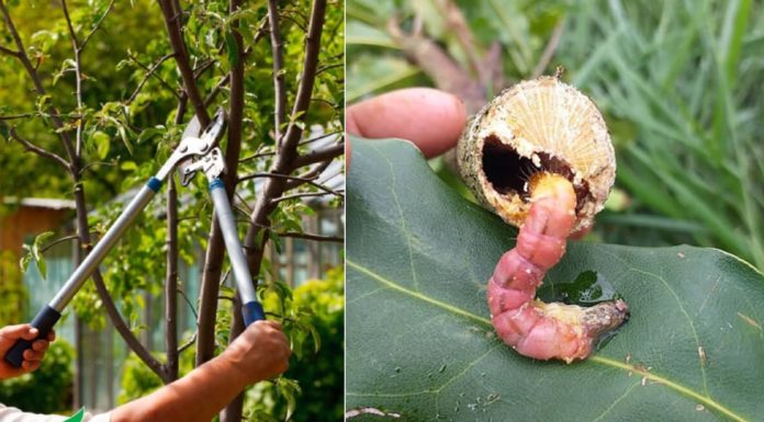 5 Indoor Plants That Are Not Only Beautiful But Also Difficult to Take Care Of: Remove Them Immediately After the Lunar New Year
