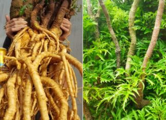 What are the benefits and potential risks of using ginseng root?