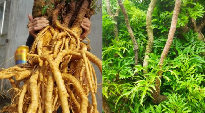 What are the benefits and potential risks of using ginseng root?