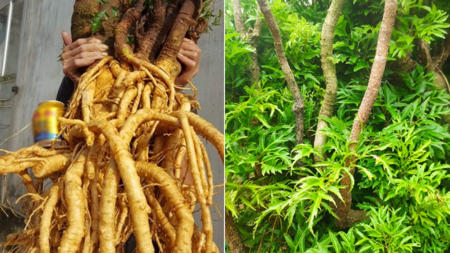 What are the benefits and potential risks of using ginseng root?