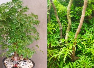 The Perfect Match for Growing Dinh Lang: Dual Elemental Beings Thrive with This Herb