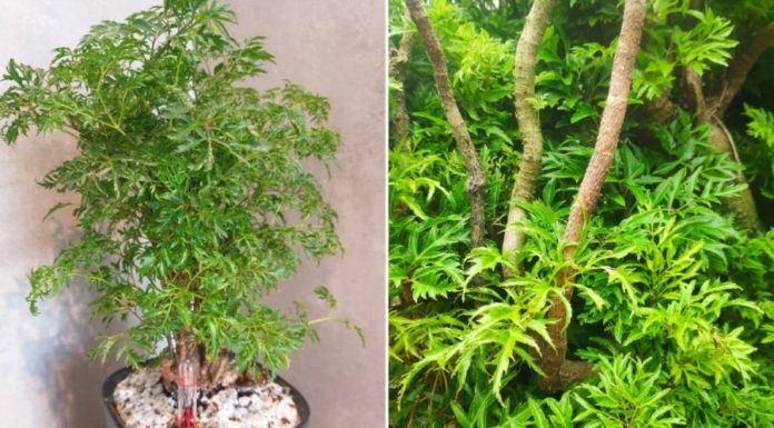 The Perfect Match for Growing Dinh Lang: Dual Elemental Beings Thrive with This Herb